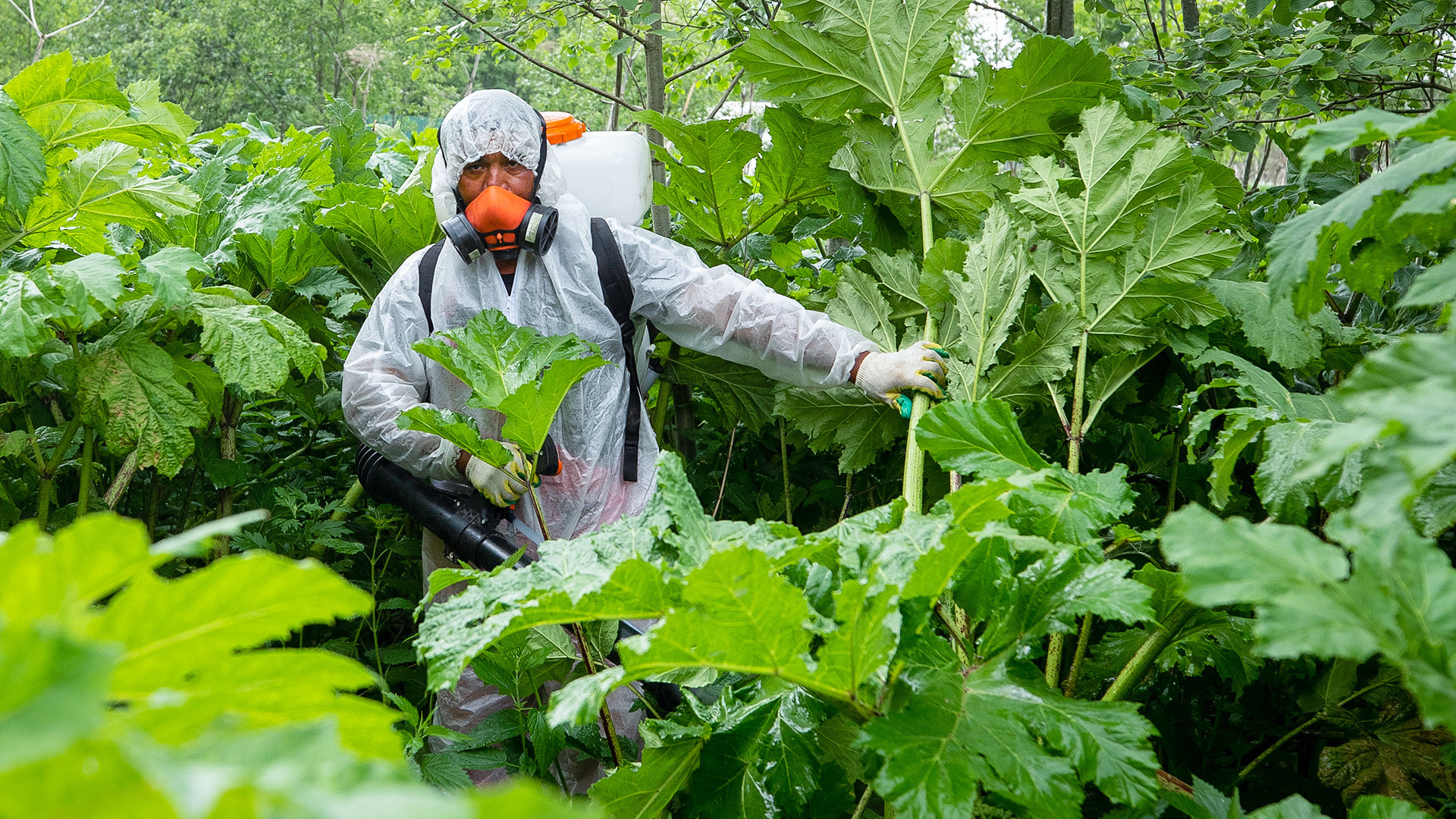 Tod Aus Dem Garten Die Sieben Giftigsten Gewachse In Russland