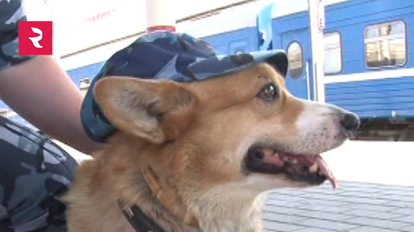 ロシアで唯一のコーギー警察犬 ルィージーに会おう 動画 ロシア ビヨンド