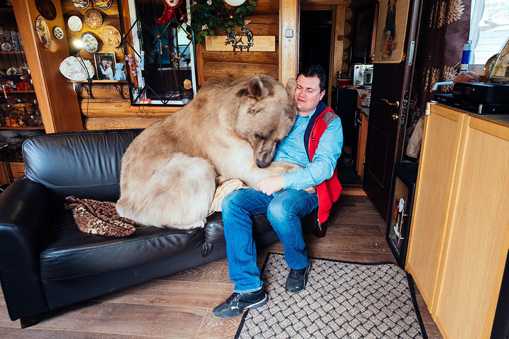 Cómo domesticar a un oso en casa - Russia Beyond ES