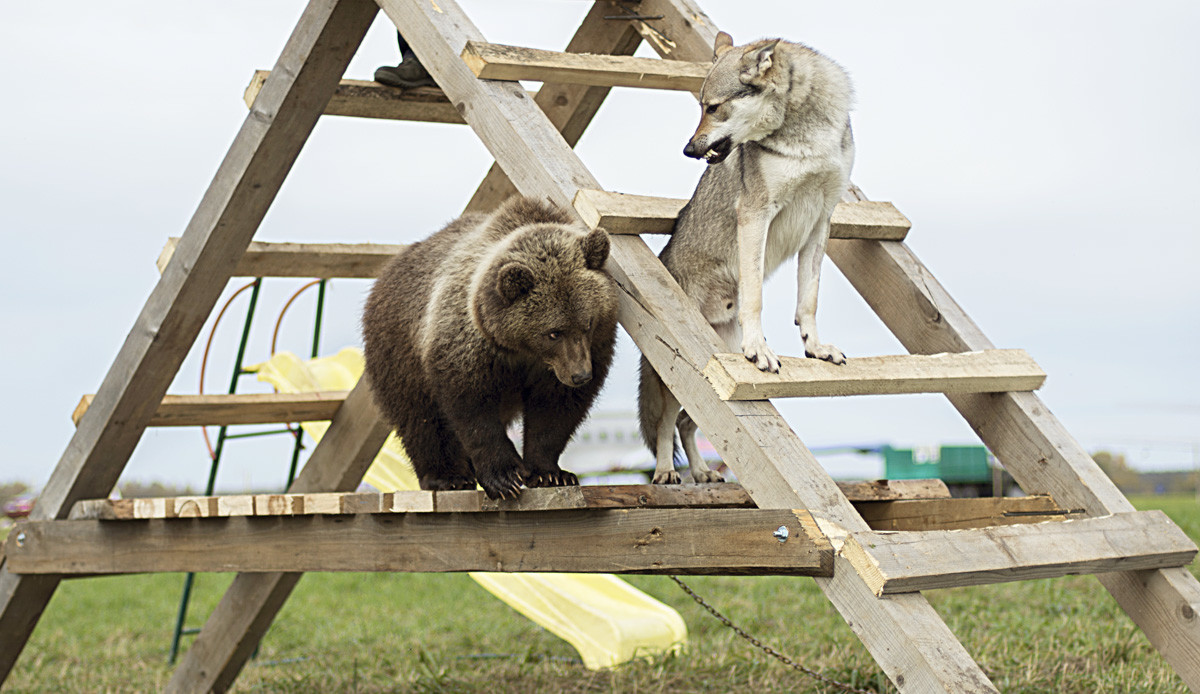 Tierischer Begleiter: Dieser russische Flugplatz hat einen Hausbären