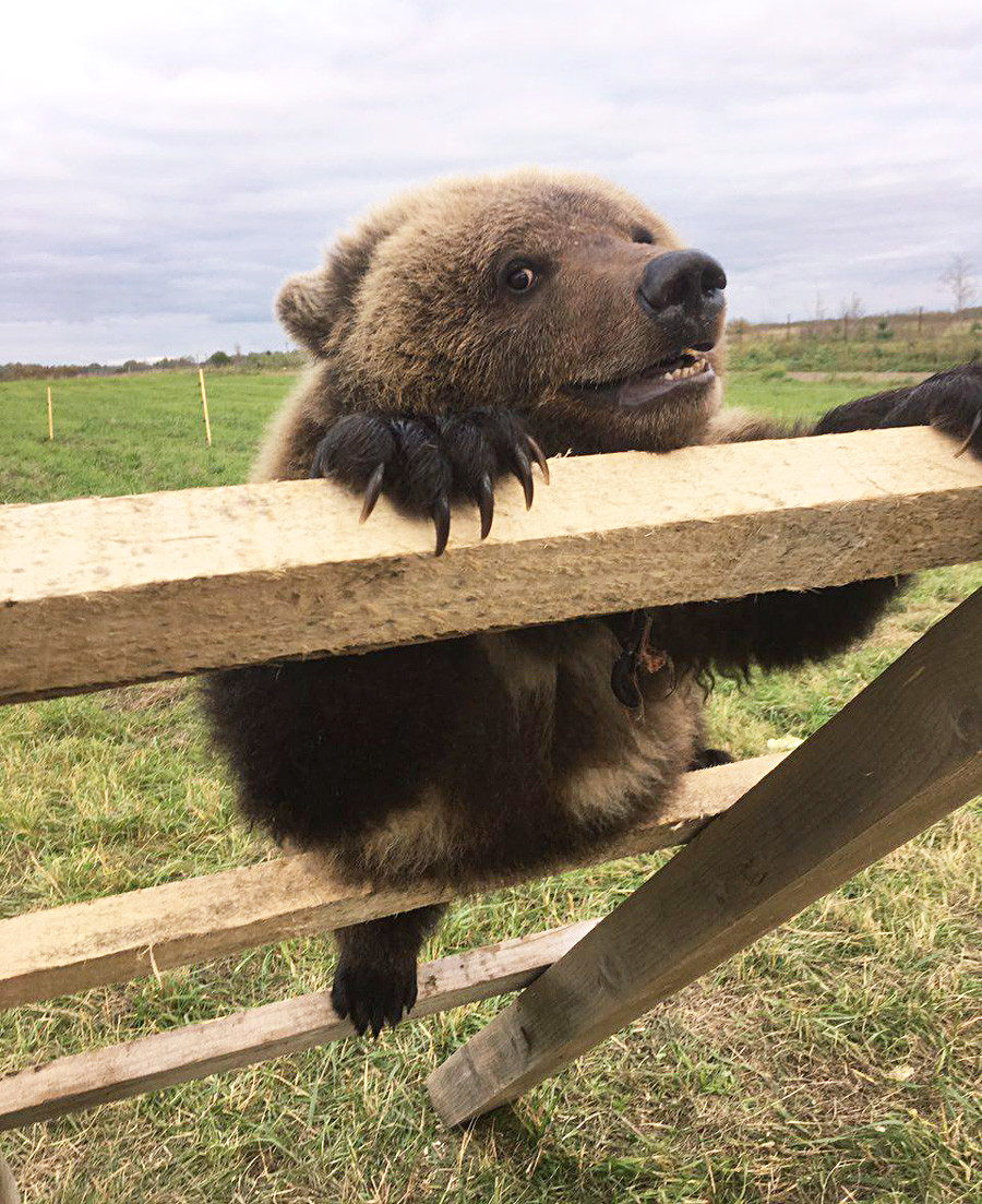 ロシア の 荒 熊