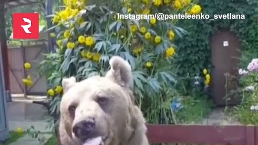 蜂蜜を美味しそうに食べるクマのステパン 動画 ロシア ビヨンド