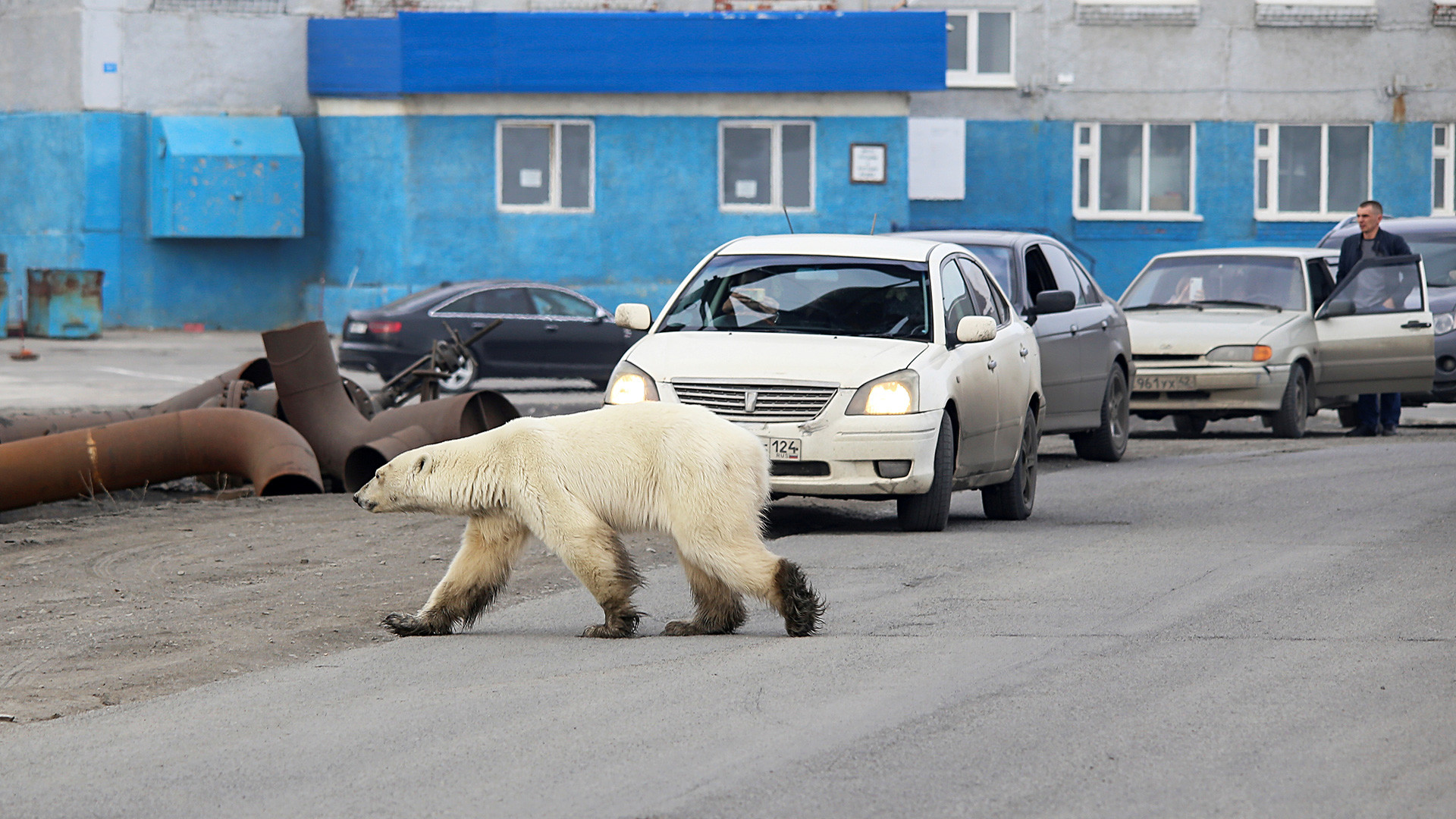 ロシアの都市で見られる野生動物7種 ロシア ビヨンド
