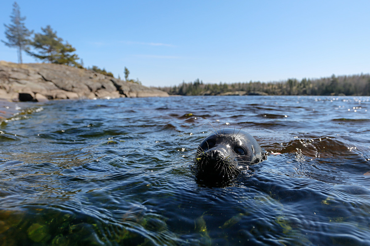 Why is Ladoga considered Russia’s most extraordinary lake? Russia Beyond