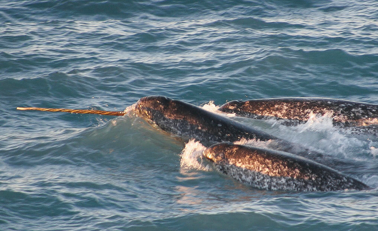 El narval (Monodon monoceros), o narval, es una ballena dentada de tamaño mediano que posee una gran