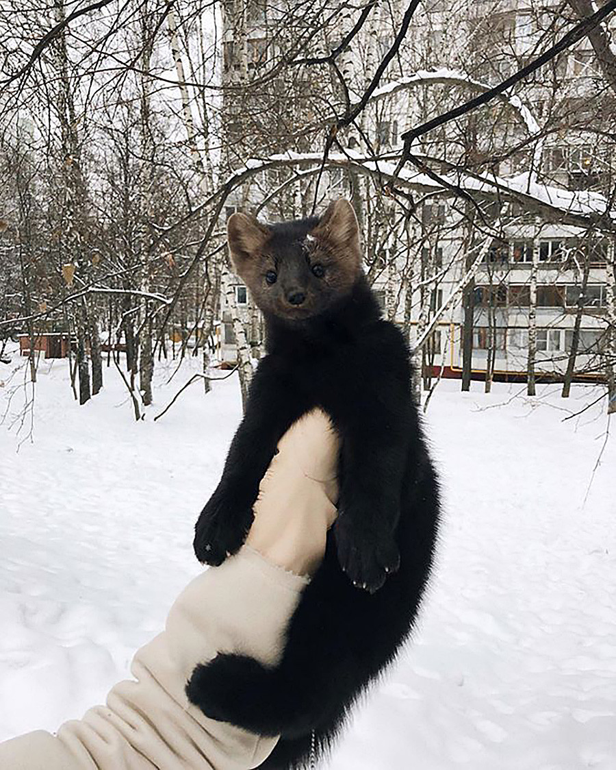 Russian sable saved from a fur coat farm goes VIRAL (PHOTOS) Russia