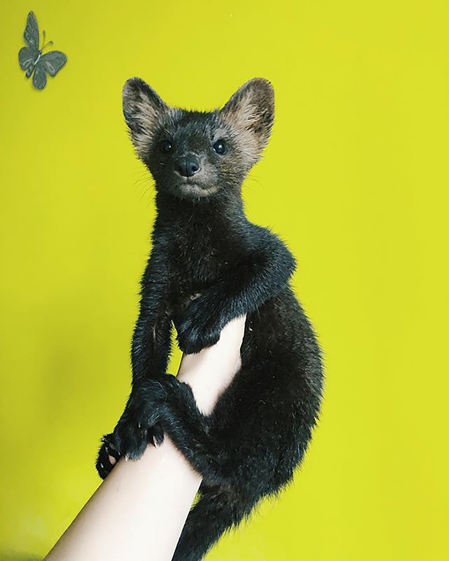 Une zibeline sauv?�e d'une usine de manteaux de fourrure devient virale (PHOTOS) - Russia Beyond FR