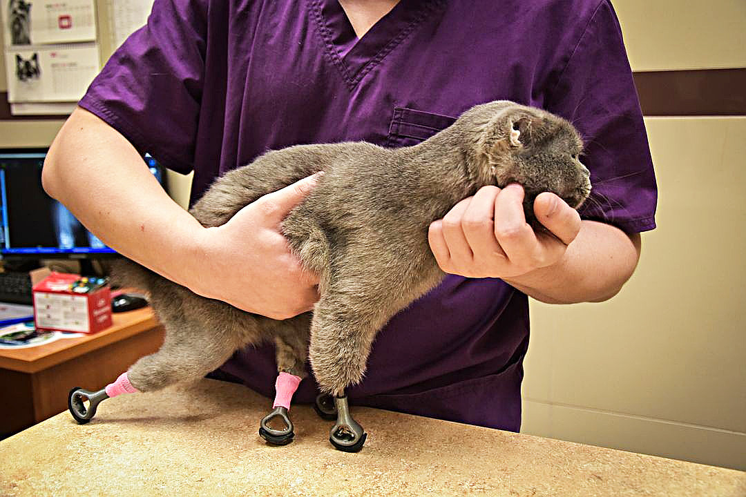 A cat  amputee in Siberia gets all paws  3D  printed  Russia  