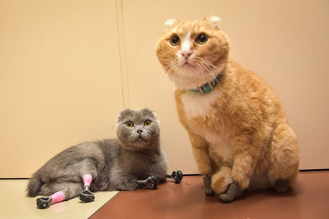 A cat  amputee in Siberia gets all paws  3D  printed  Russia  