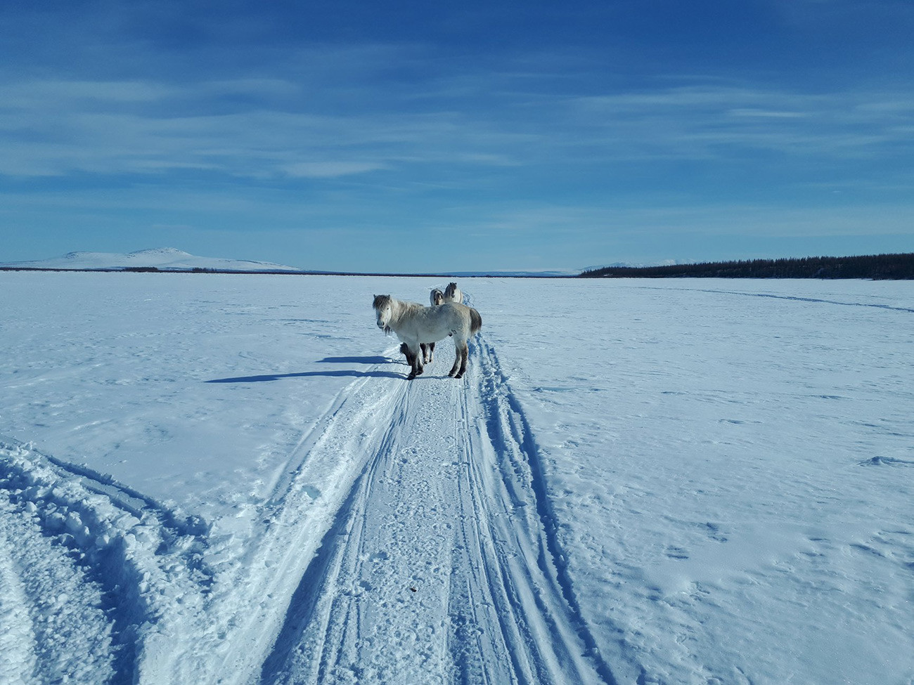 ¿Qué es el ‘Parque del Pleistoceno’ y cómo puede detener el