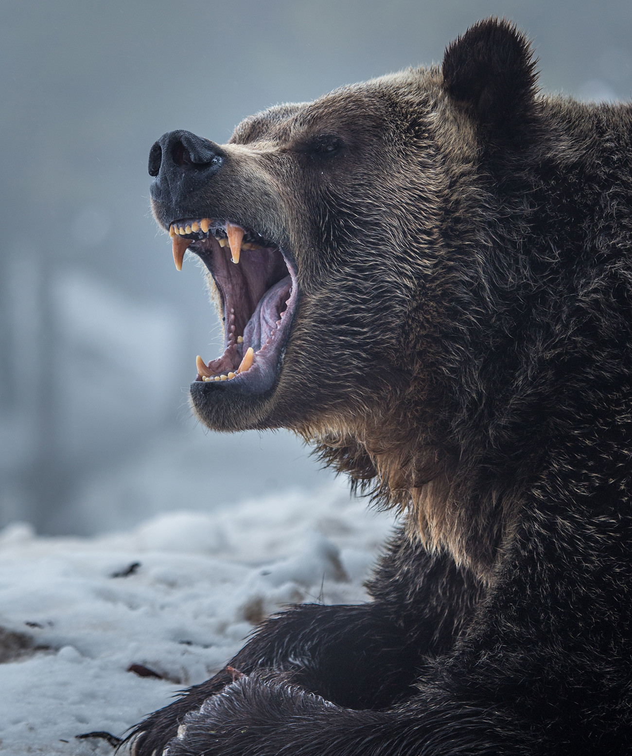 Urso pardo.