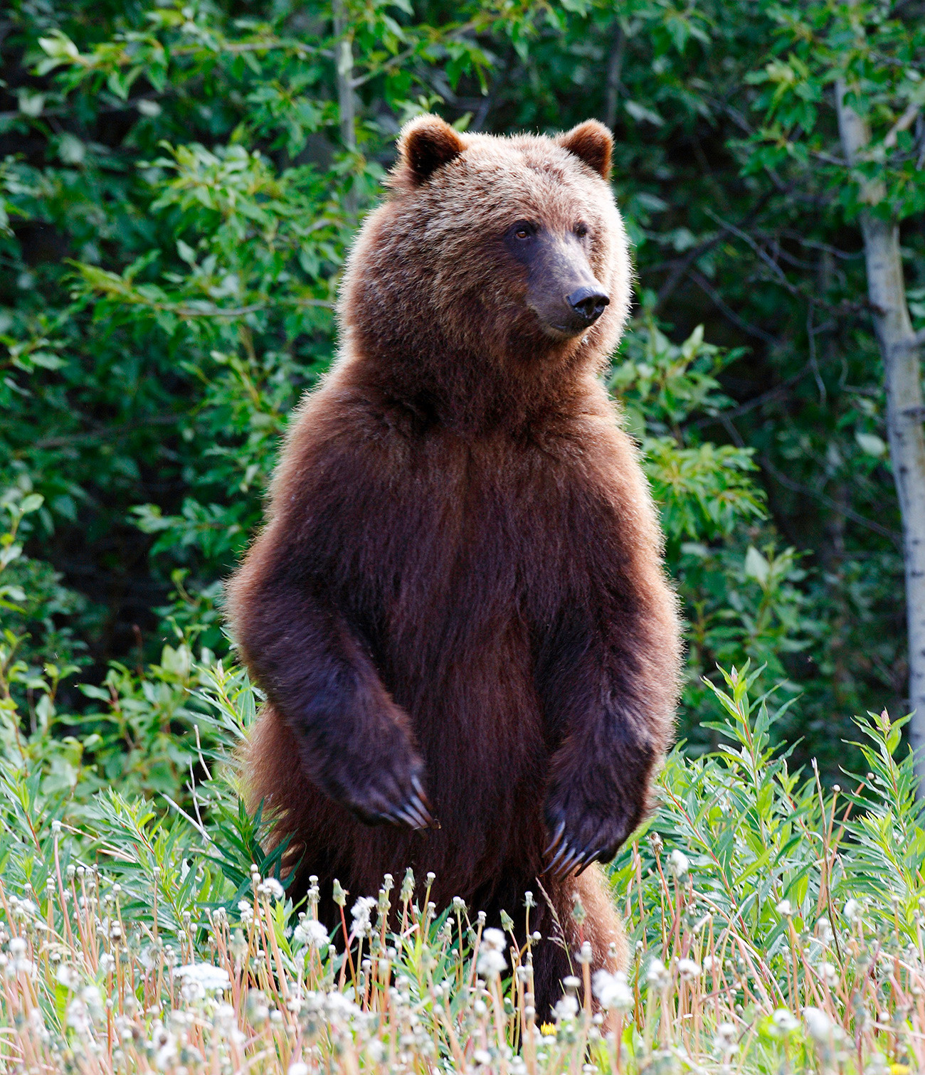 Urso pardo.