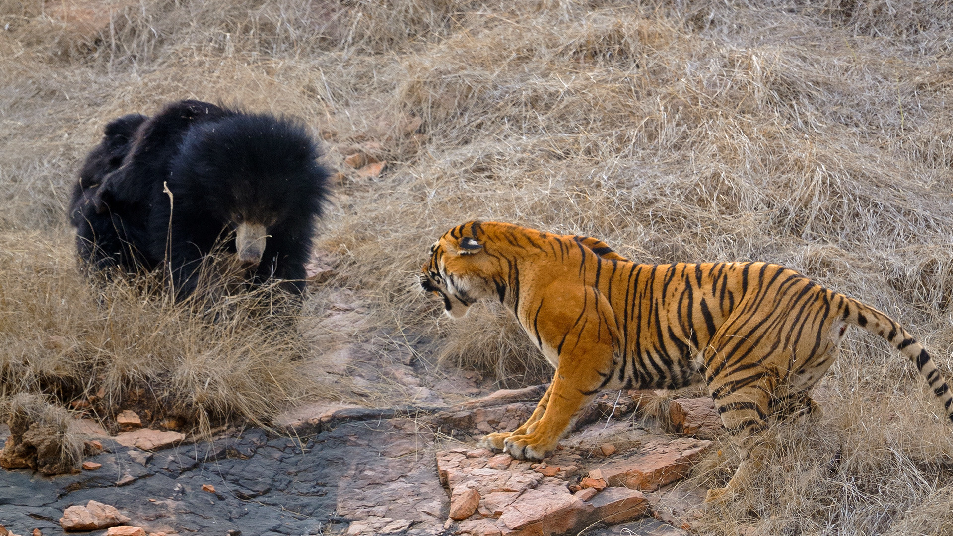 Briga entre urso e tigre.