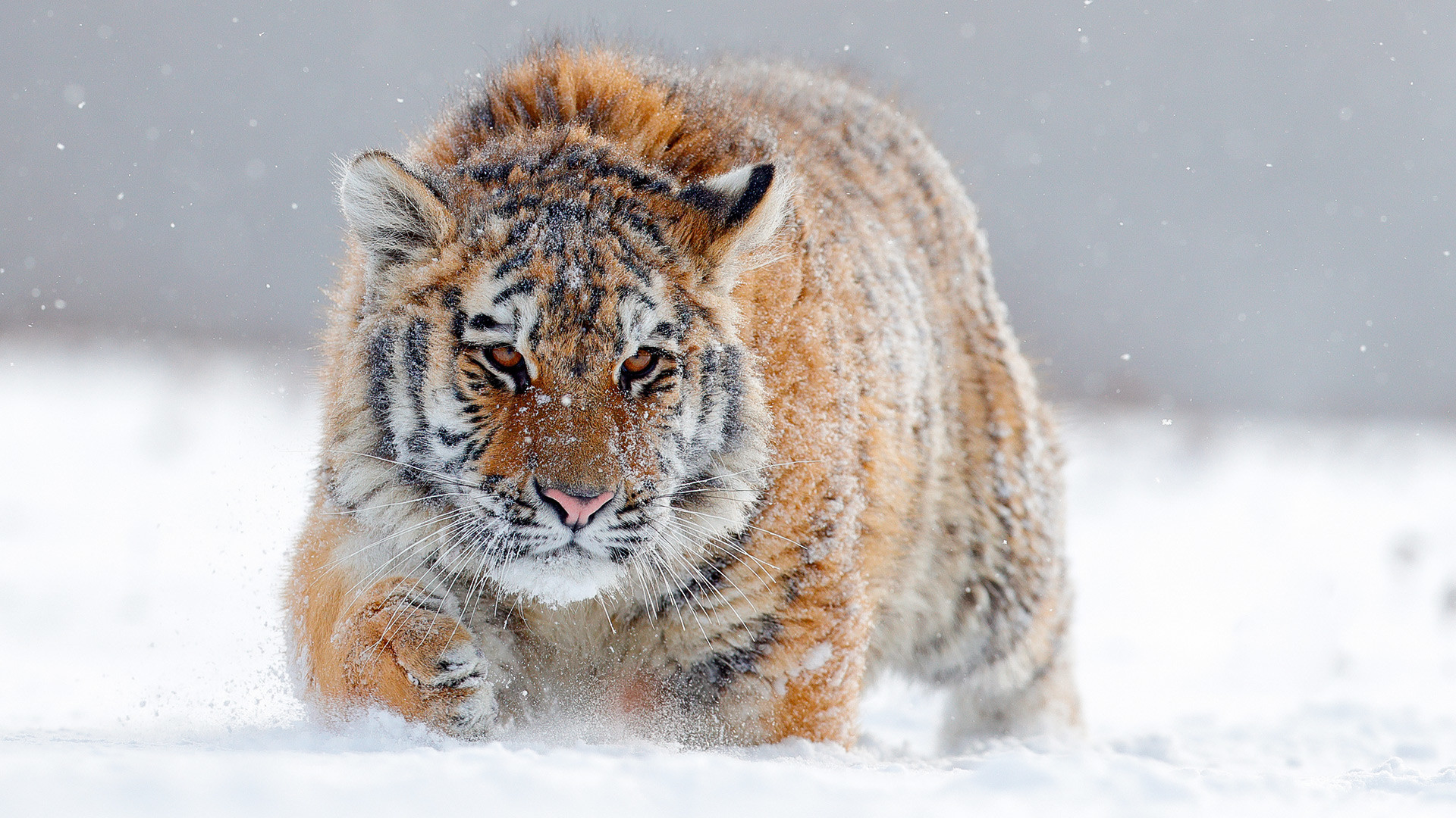 Tigre siberiano.