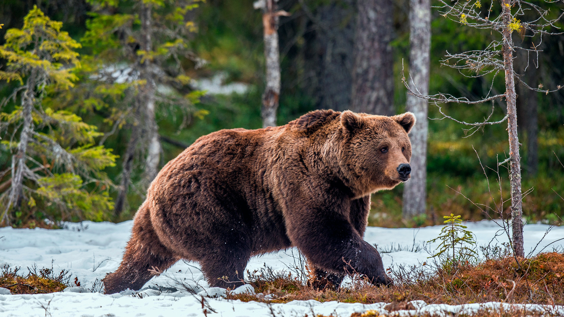 Se Una Tigre Siberiana Incontrasse Un Grizzly Nordamericano Chi 
