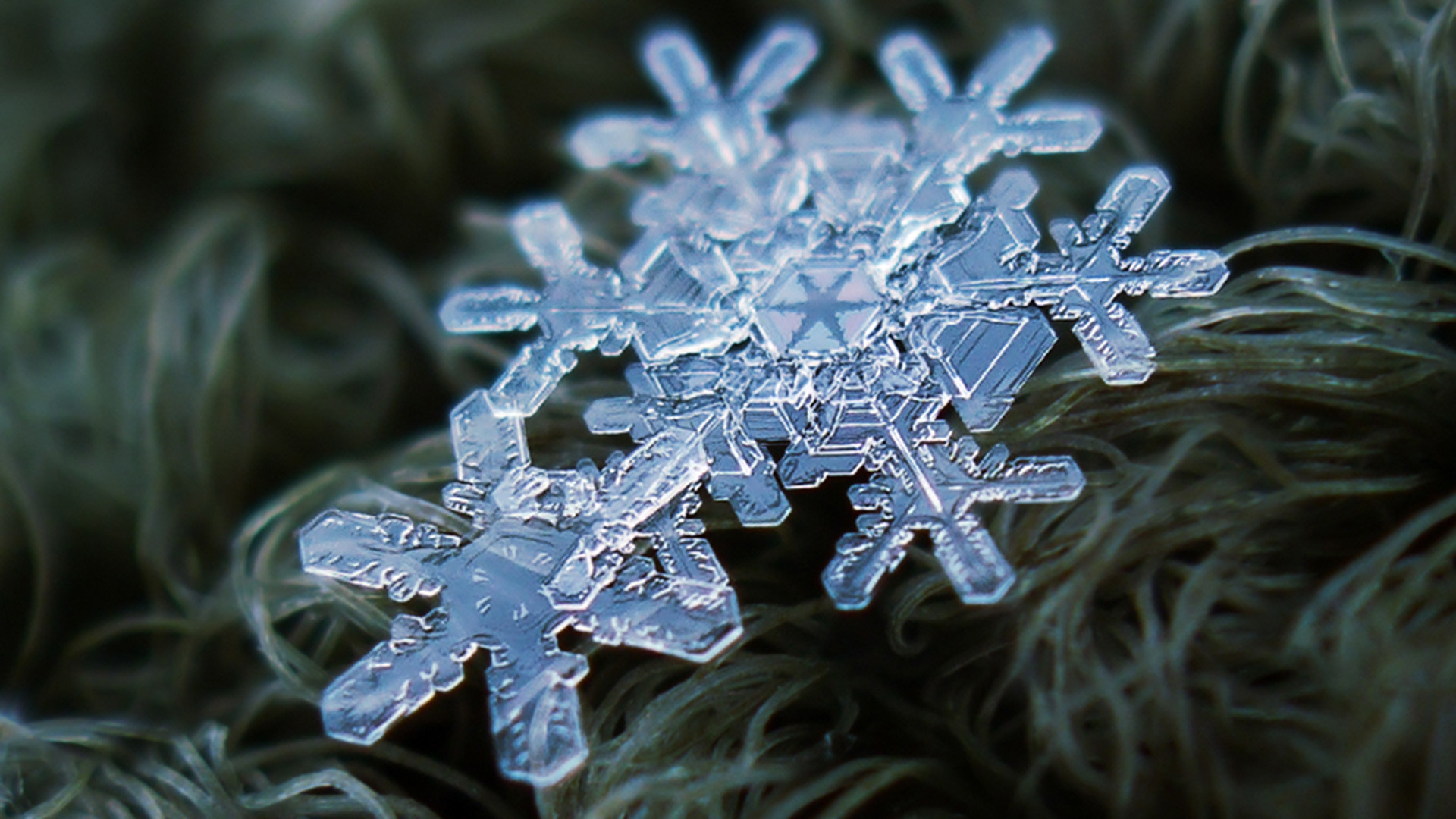 マクロで撮った雪の結晶 写真特集 ロシア ビヨンド