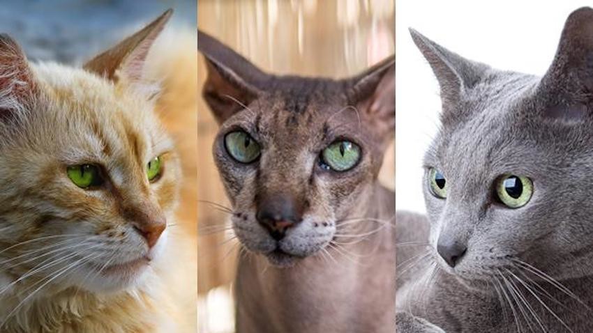 ロシア原産の人気ネコ8種 写真特集 ロシア ビヨンド