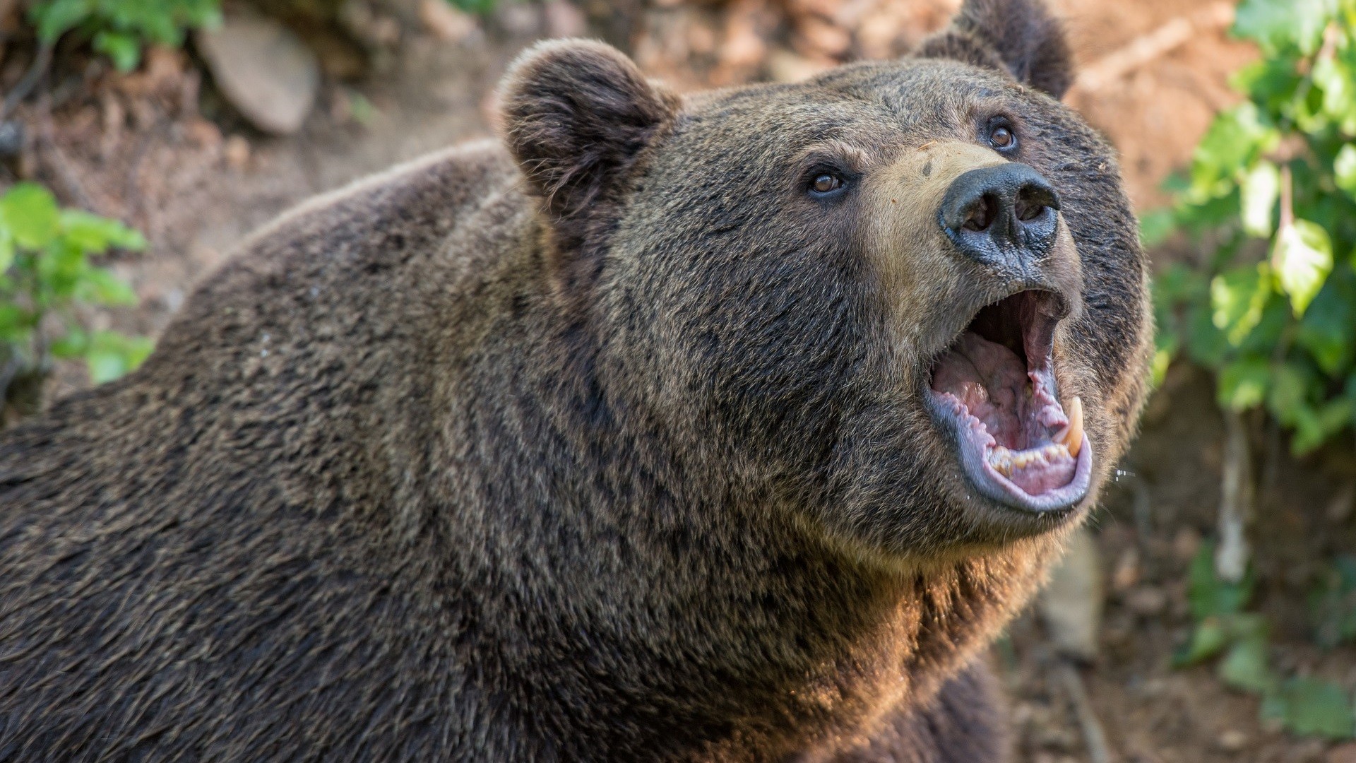 Spectaculaire attaque nocturne d un ours  contre un Russe 