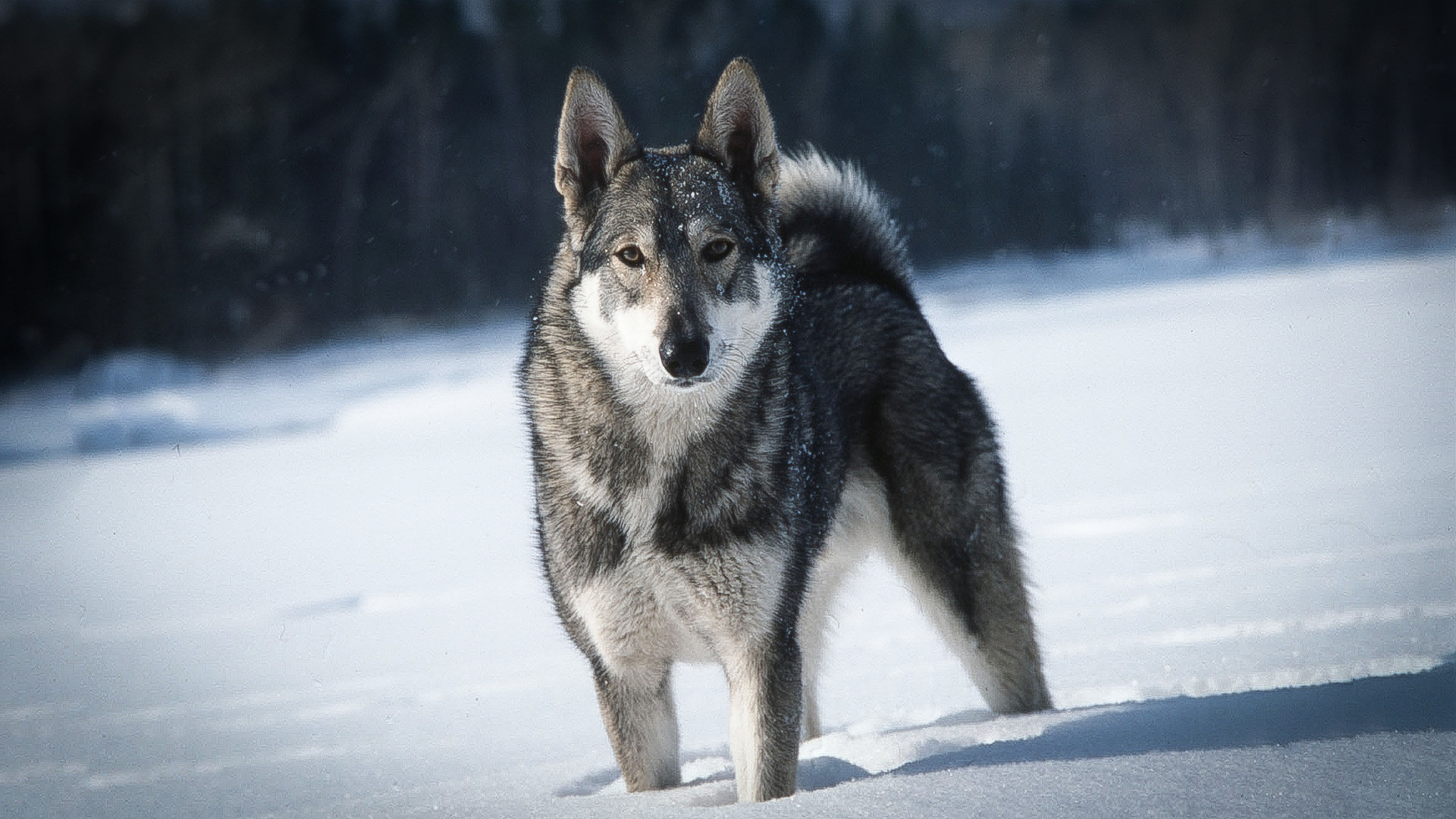 Quatre chiens russes élevés pour chasser les ours et les loups Russia Beyond FR