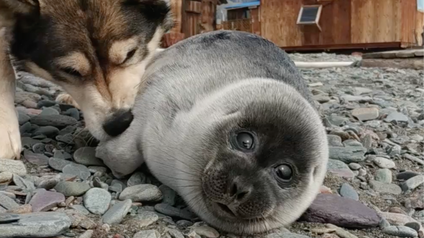 犬はバイカルアザラシの赤ちゃんの世話をした 動画 ロシア ビヨンド