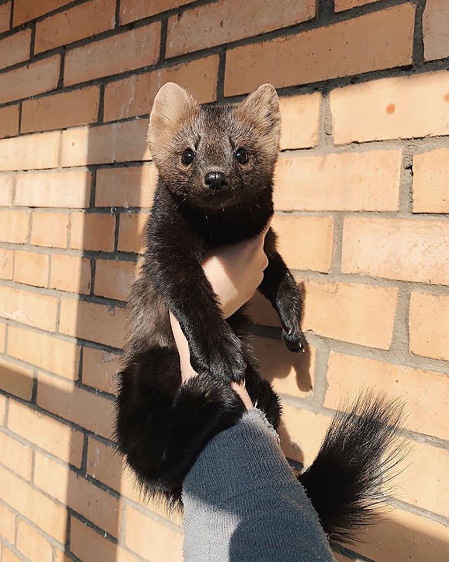 Zibelina Resgatada Por Russa Continua Atraindo Seguidores Durante Isolamento Veja Fotos Russia Beyond Br