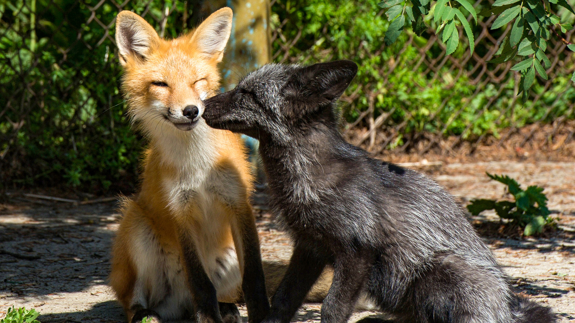 domesticated grey fox