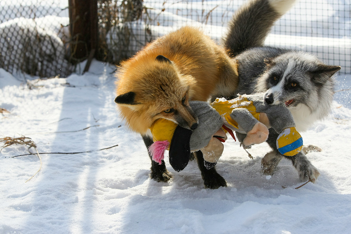 siberian fox farm experiment