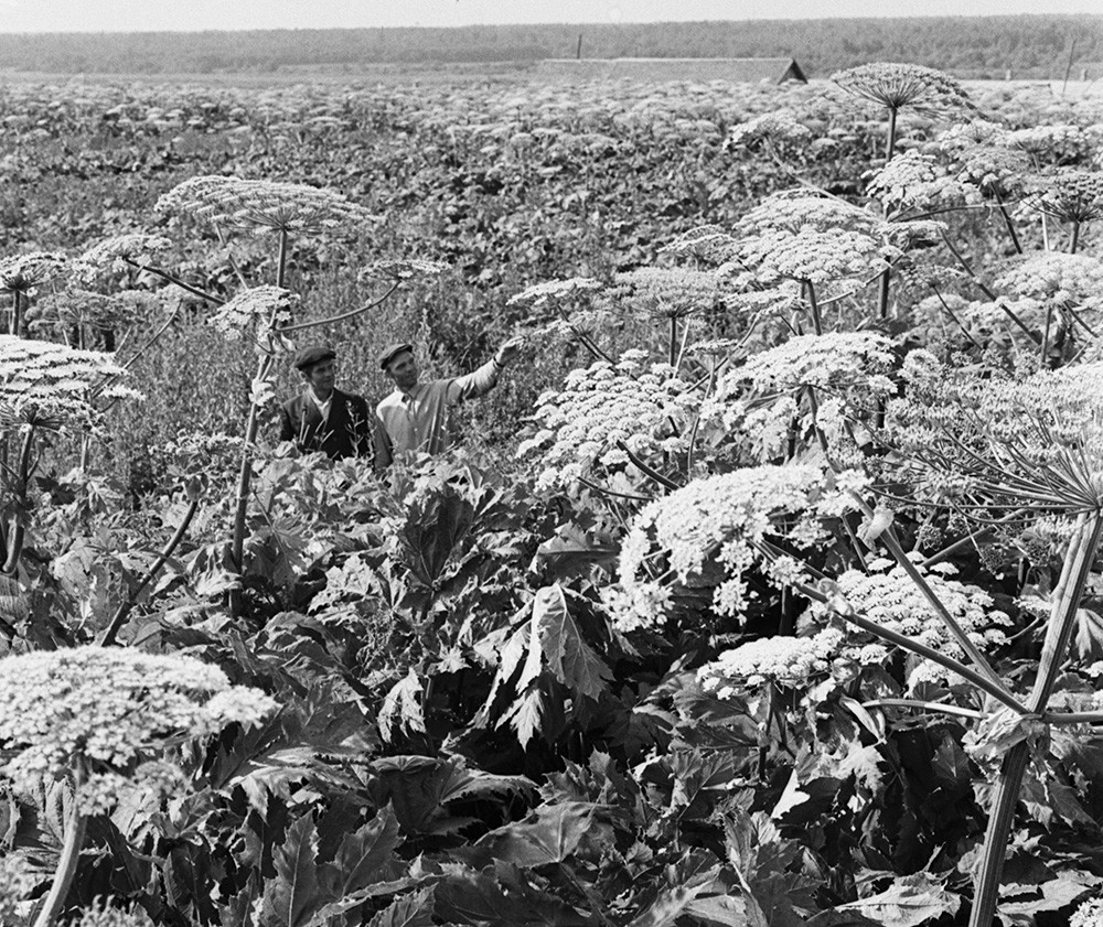 ロシアでもっとも危険な植物のひとつを紹介しよう ロシア ビヨンド