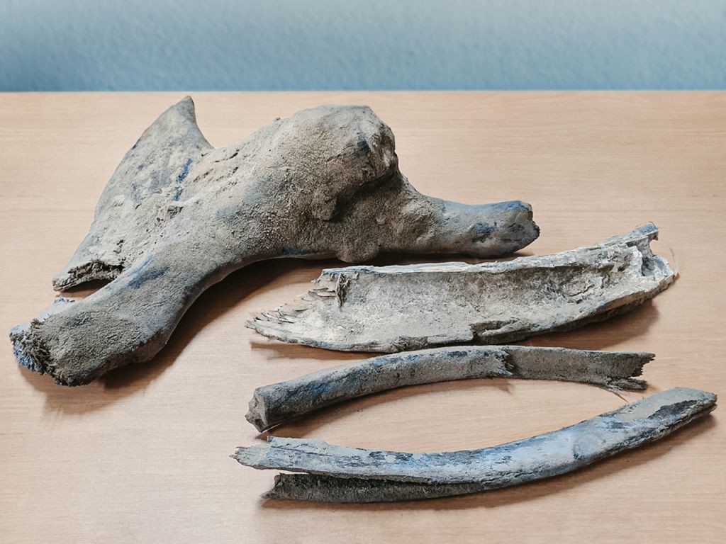 Des os de mammouth découverts sur une exploitation gazopétrolière de l — free download