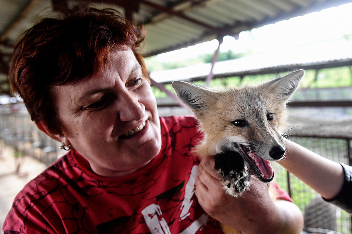 Comment Des Geneticiens Siberiens Ont Domestique Le Renard Russia Beyond Fr