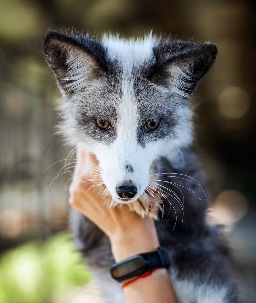 Comment Des Geneticiens Siberiens Ont Domestique Le Renard Russia Beyond Fr