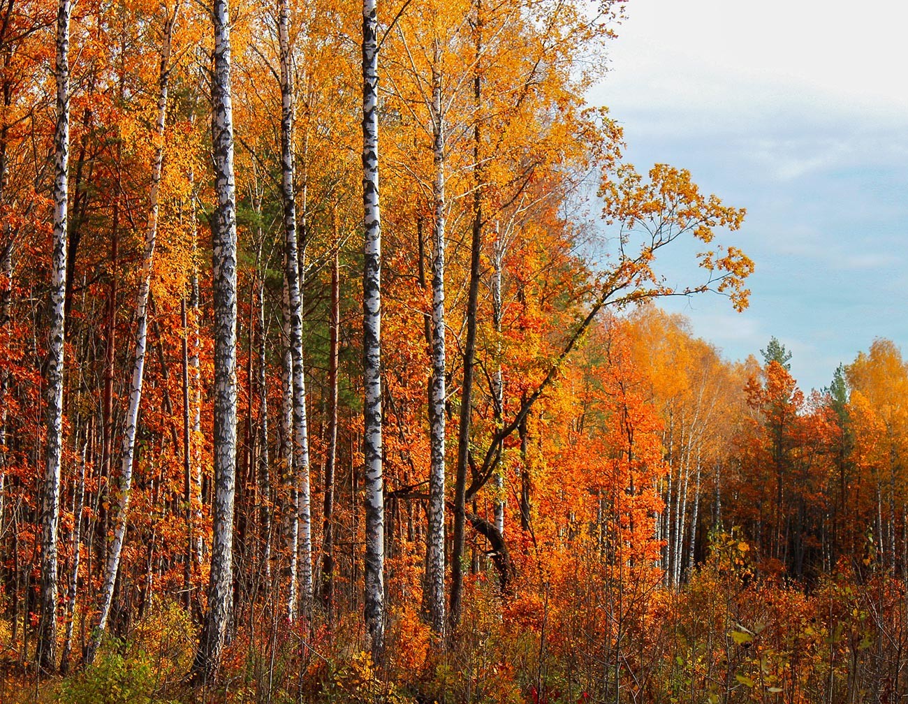 L  automne  dor  de Russie  en de captivantes photographies 