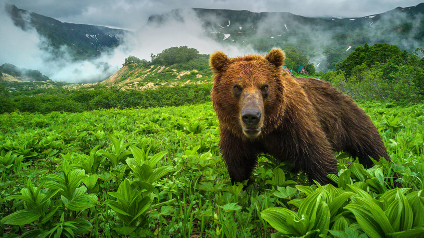 Vier gefährliche Tiere in Russland: So überleben Sie eine Begegnung