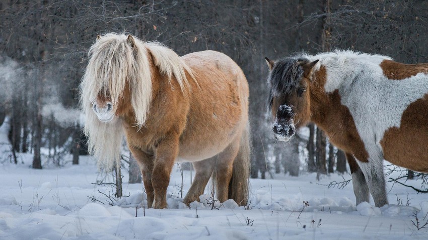 ヤクーチアの寒さにもっとも強い馬 写真特集 ロシア ビヨンド