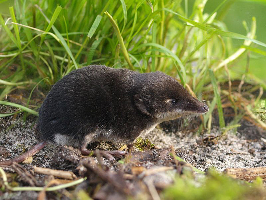 Urban rarities: 6 endangered animals that live in big cities - Russia