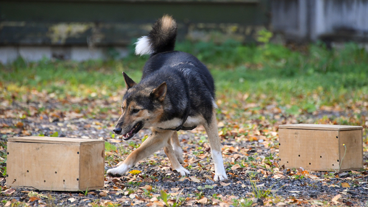 モスクワの空港では この愛らしい犬たちが においで新型コロナウイルス感染者を発見する ロシア ビヨンド