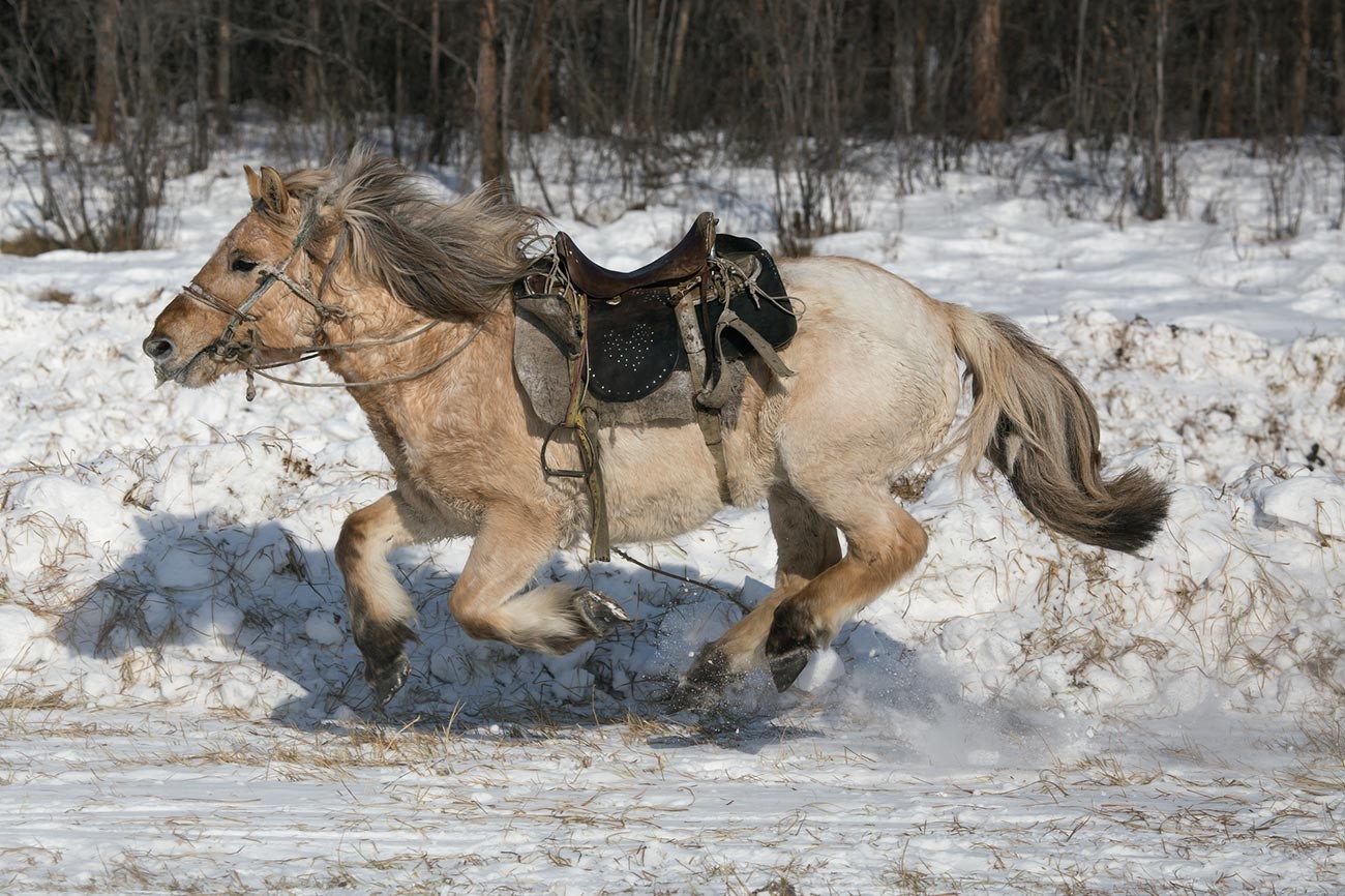 Якутская лошадь верхом
