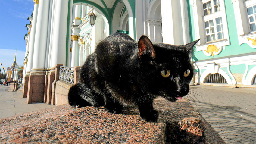 Hermitage cats get an inheritance from a French man - Russia Beyond