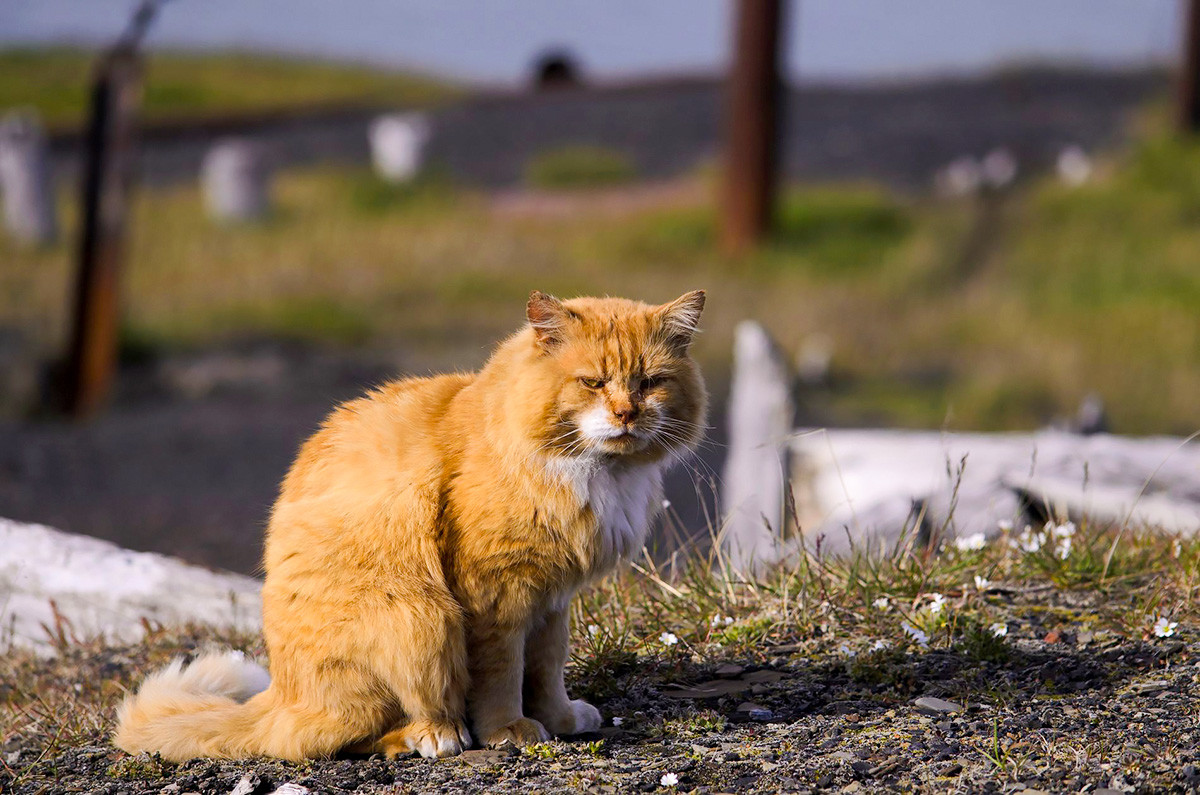 Come Si Chiamano Gli Husky Che Scappano Di Casa
