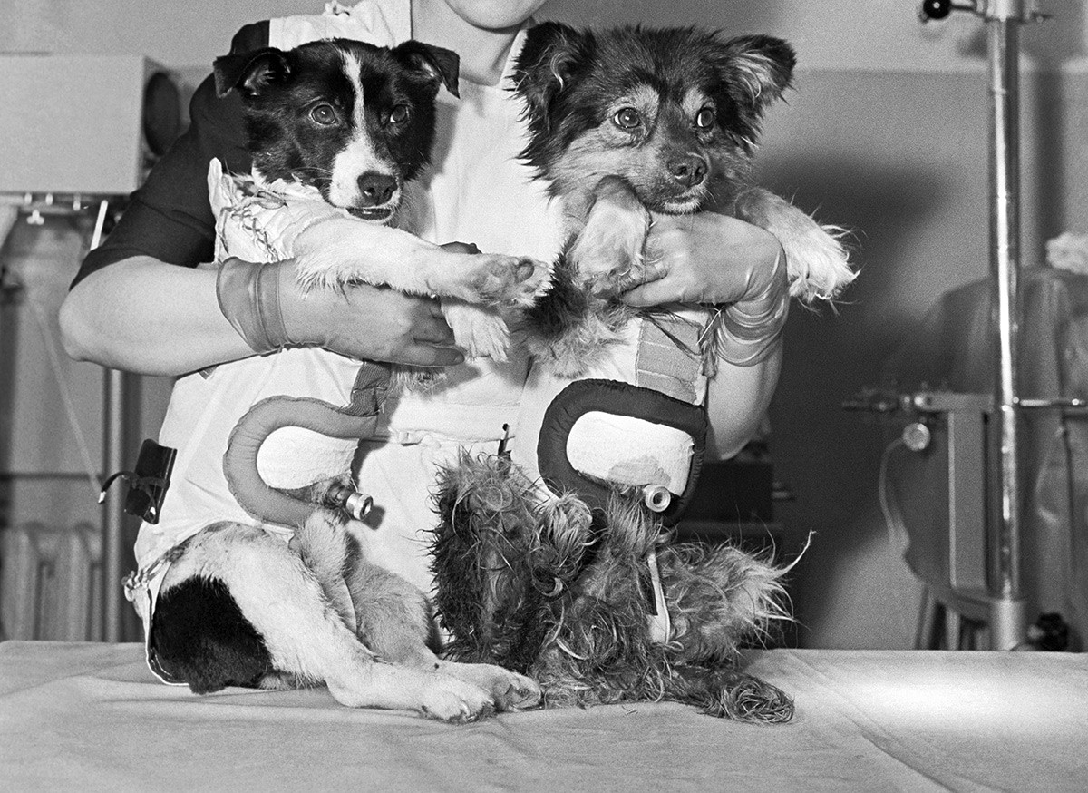 Comment deux chiens astronautes ont rendu possible la course vers la ...