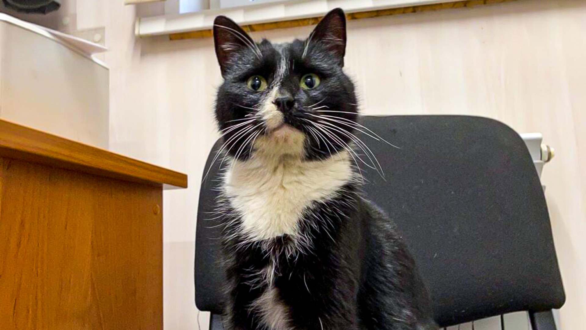 A Cat Was Thrown In The Trash But Became A Deputy Minister Photos Video Russia Beyond