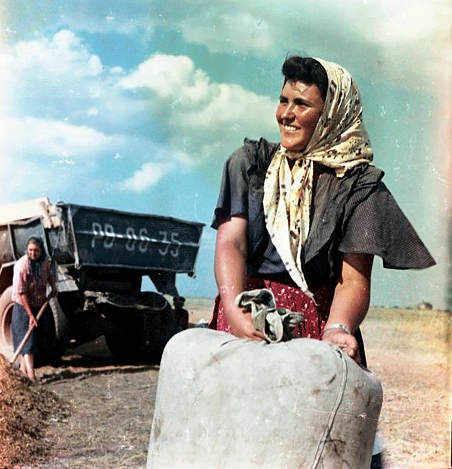 Колхозница Жења Александрова током жетве 