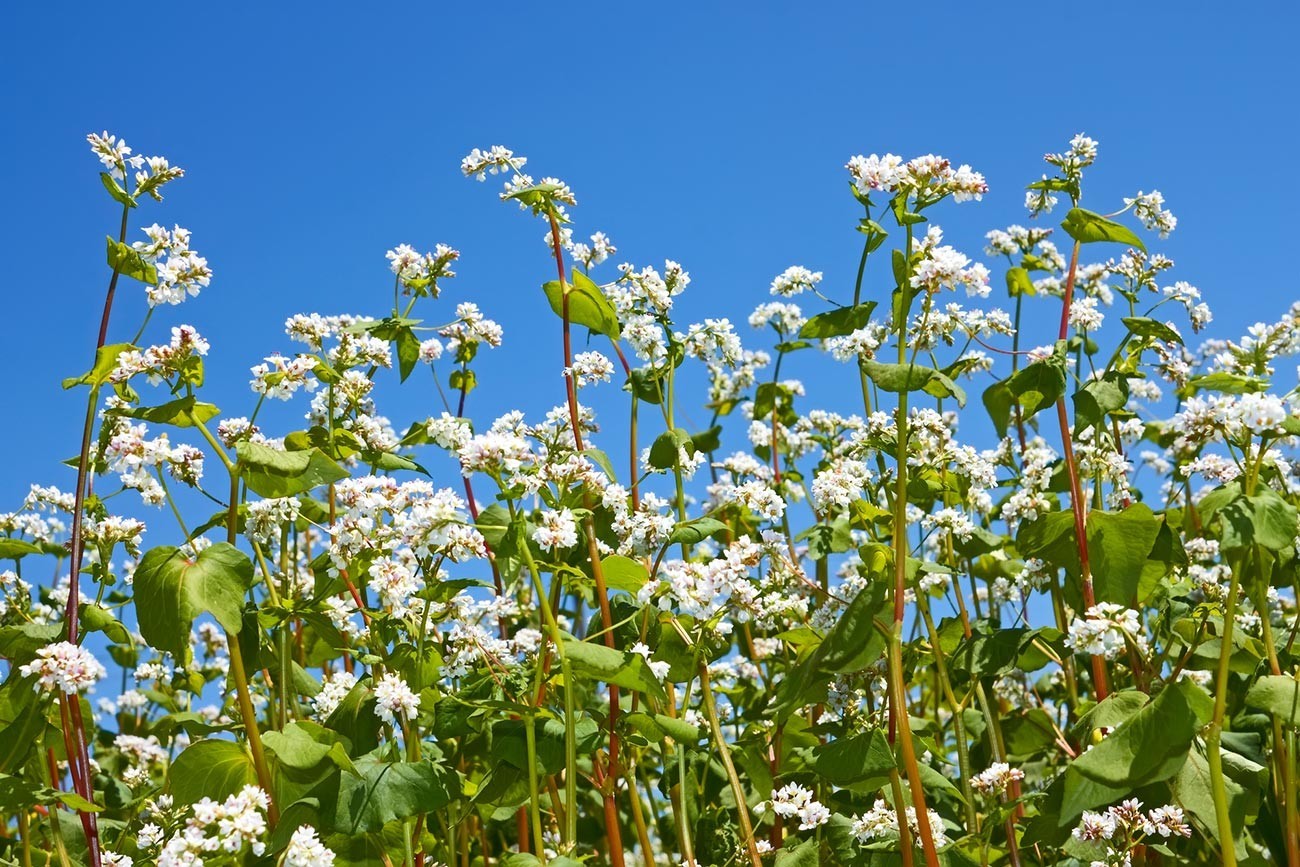 Ajda (Fagopyrum) med cvetenjem
