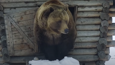 熊 ロシア ビヨンド