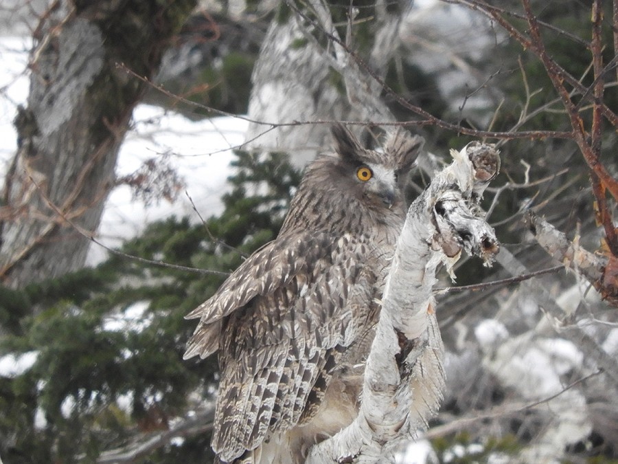 Blakiston's fish owl in Kurilsky nature reserve