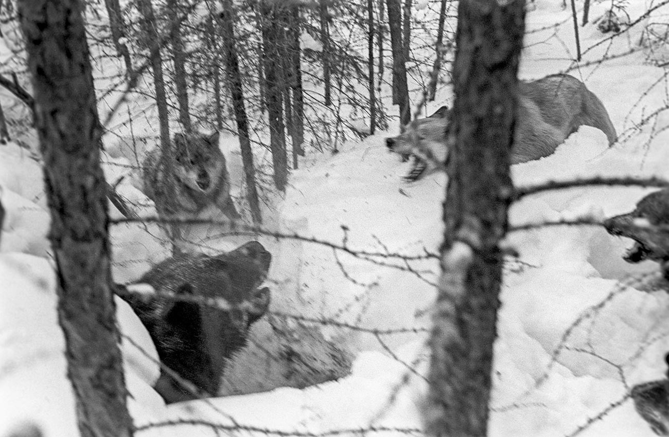 A bear being driven out of his den with dogs' help. Krasnoyarsk region, Russia.