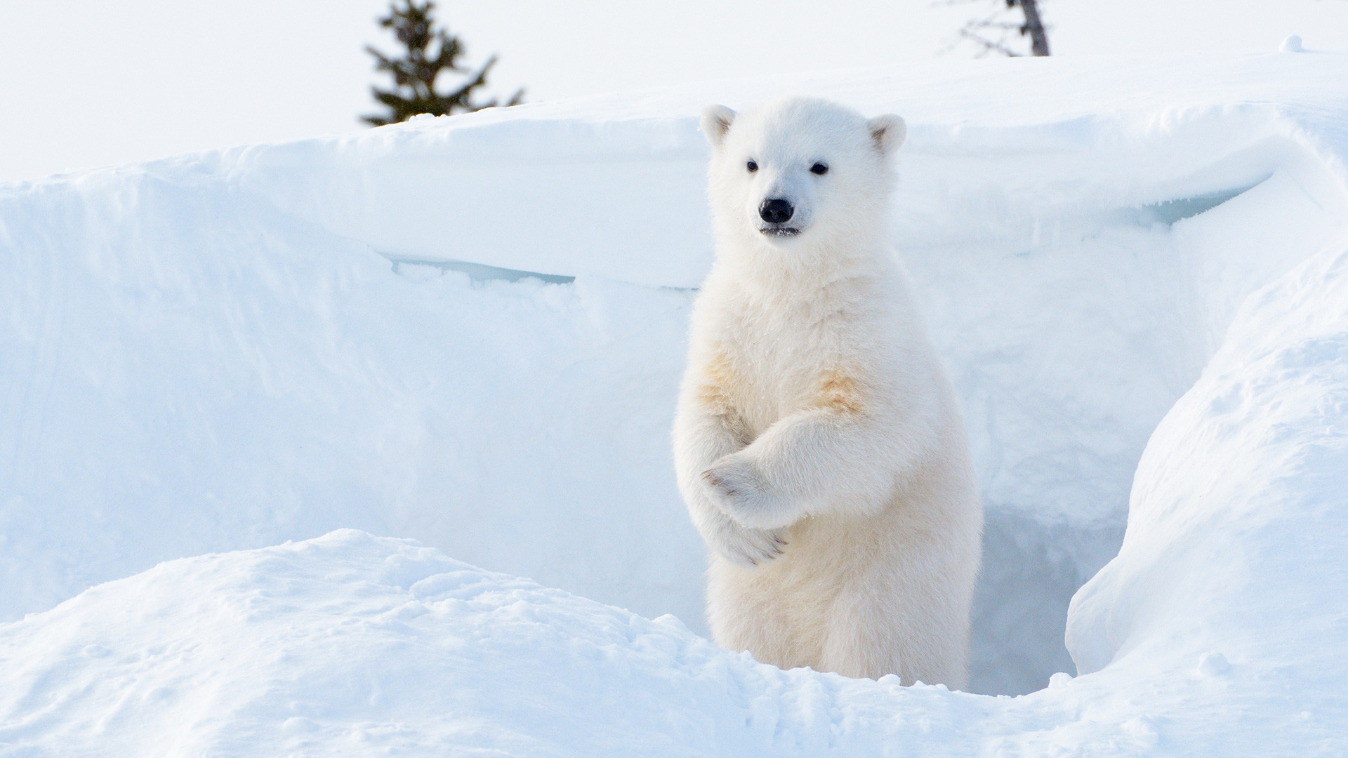 Comment Un Ourson Polaire A Ete Sauve Par Des Mineurs Russes Dans L Arctique Russia Beyond Fr