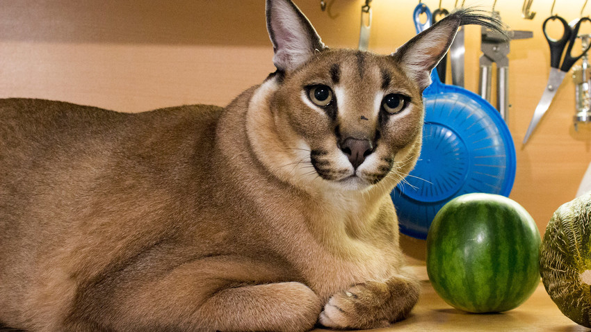 Big Floppa, Ikon Meme Kucing Paling Populer Semasa Pandemi