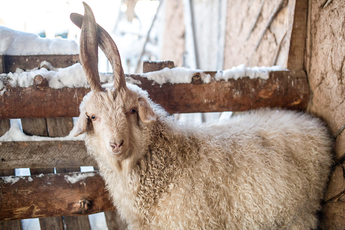 Uma cabra de Orenburg.
