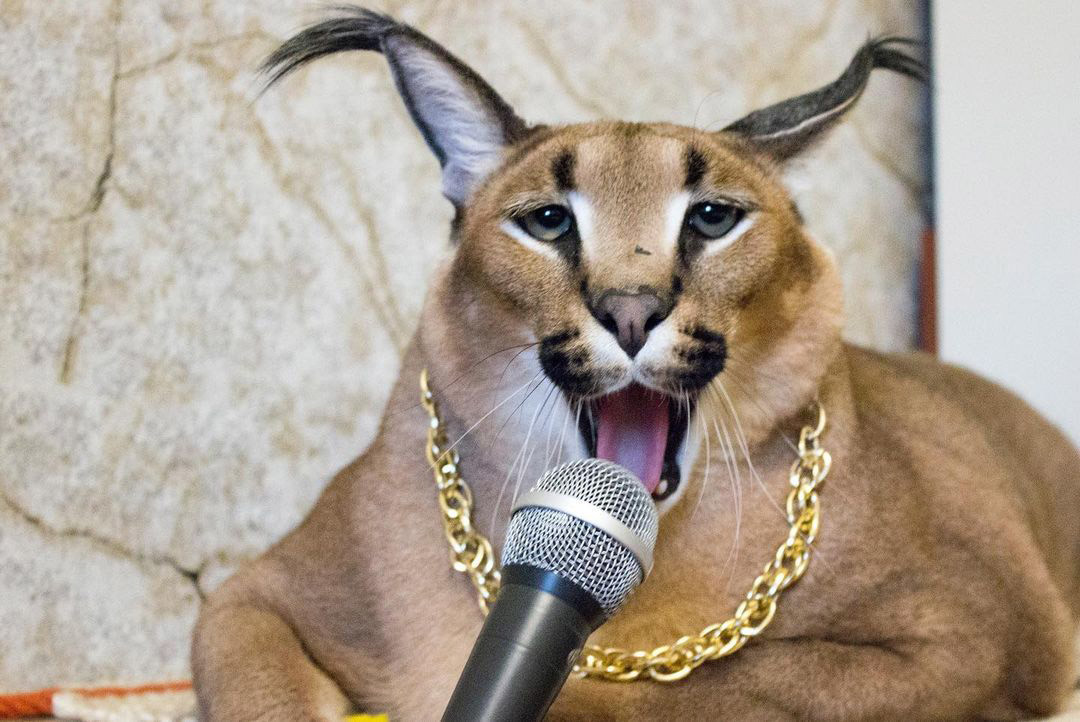 Conoce a ‘Big Flopp’: el meme felino más popular de 2020 (Fotos